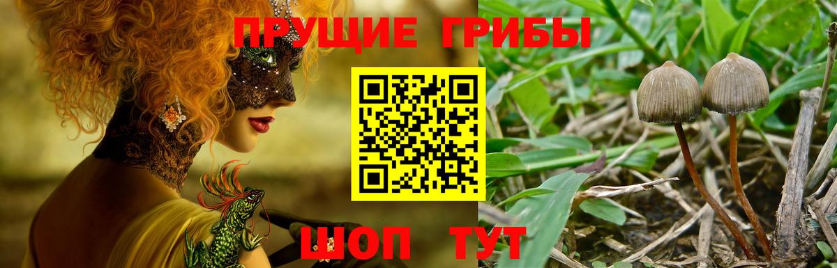 Псилоцибиновые грибы Psilocybe  Галлюциногенные грибы прущие грибы  Вход с VPN  Мытищи 
